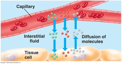 Diffusion of molecules between capillary and tissue cell