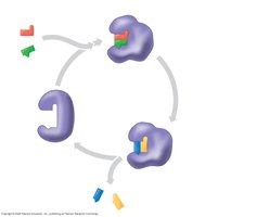 Diagram of enzyme-substrate complex and catalytic cycle