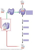 Diagram of feedback inhibition in a metabolic pathway