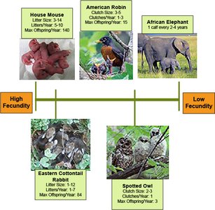 Fecundity comparison among species