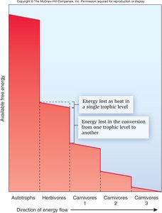 Energy loss at each trophic level