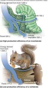 Production efficiency in invertebrates and vertebrates