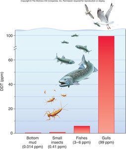 Biomagnification of DDT in a food chain