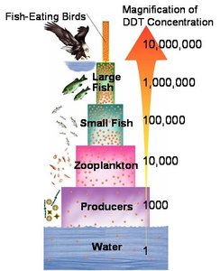 Mercury biomagnification in aquatic food chains