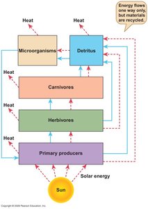 Energy flow and material cycling in an ecosystem