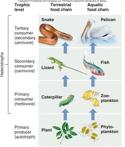 Terrestrial and aquatic food chains