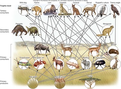 Complex food web in a savanna ecosystem