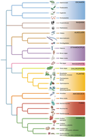An evolutionary tree of eukaryotes