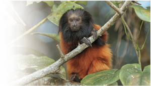 The black-faced lion tamarin, a recently discovered primate species