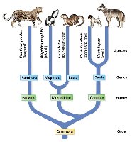 Example of an evolutionary tree/phylogenetic tree