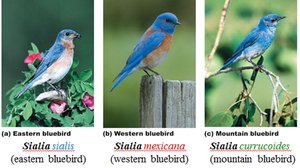 Three species of bluebirds in the genus Sialia