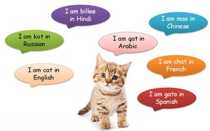 A cat with its name in different languages, illustrating the need for scientific names