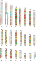 Human and chimpanzee chromosomes, showing similarity