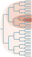 Clades forming a nested hierarchy