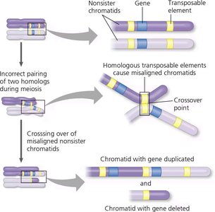 Mechanism of gene duplication and deletion via unequal crossing over