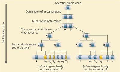 Evolutionary tree of the globin gene family