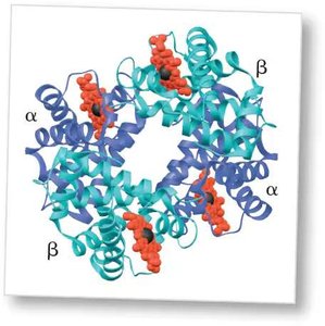 Structure of hemoglobin showing alpha and beta subunits