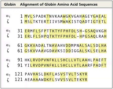 Alignment of globin amino acid sequences