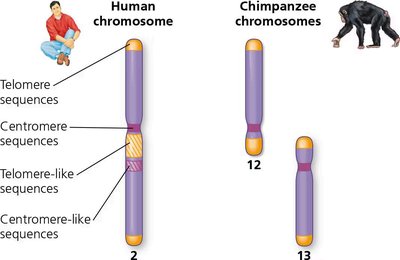 Comparison of human and chimpanzee chromosomes