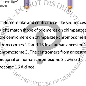 Explanation of telomere-like and centromere-like sequences in human and chimpanzee chromosomes