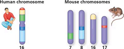 Comparison of human and mouse chromosomes