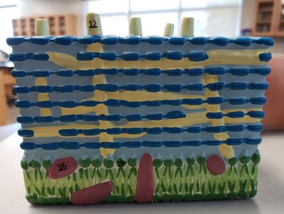 Model of Gram-positive bacterial cell wall structure
