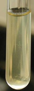 Bacterial growth in broth culture