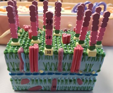 Model of Gram-negative bacterial cell wall structure