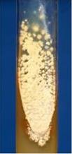 Bacterial growth on agar slant