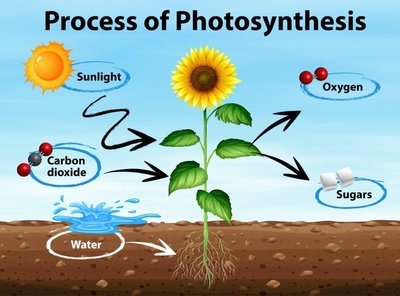 Diagram showing the process of photosynthesis in a plant, with arrows indicating the inputs (sunlight, carbon dioxide, water) and outputs (oxygen, sugars)