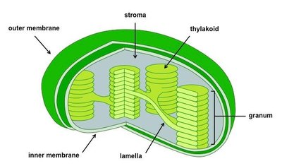 Labeled diagram of a chloroplast showing outer membrane, inner membrane, stroma, thylakoid, granum, and lamella
