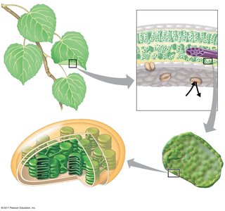 Diagram showing the structure of a leaf, highlighting the location of chloroplasts and stomata