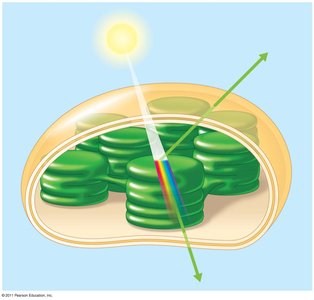 Diagram showing light being absorbed, reflected, and transmitted by a chloroplast