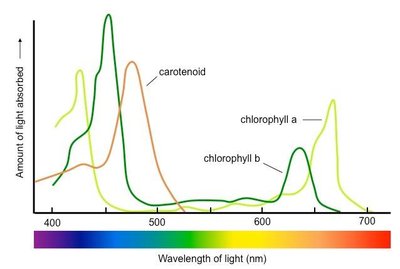 Graph showing absorption spectra of chlorophyll a, chlorophyll b, and carotenoids