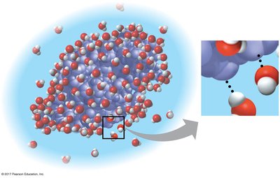 Water-soluble protein interacting with water molecules