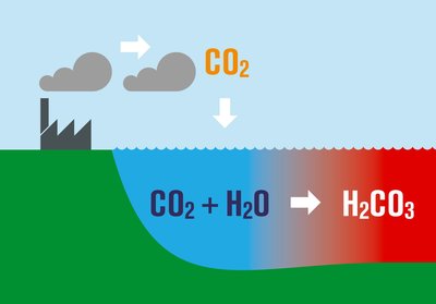 Oceans absorb CO2, forming carbonic acid