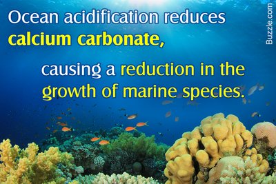 Ocean acidification reduces calcium carbonate