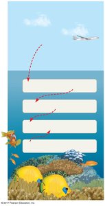 Ocean acidification process and its effects
