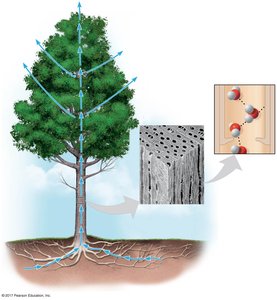 Water transport in plants due to cohesion and adhesion