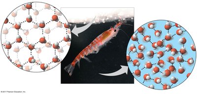 Hydrogen bonds in ice and liquid water