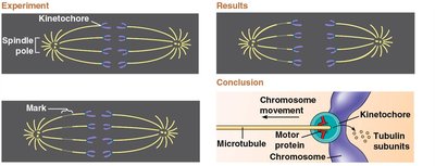 Experiment showing chromosome movement along microtubules during anaphase