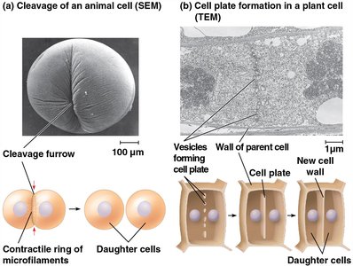 Cleavage in animal cells and cell plate formation in plant cells during cytokinesis