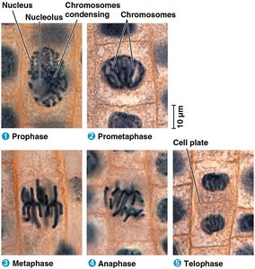 Stages of mitosis in plant cells, including cell plate formation