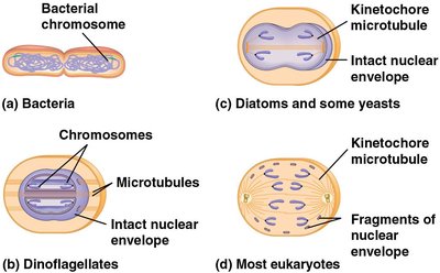 Comparison of cell division in bacteria, dinoflagellates, diatoms, and most eukaryotes