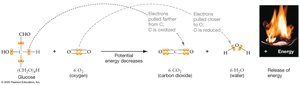 Oxidation of glucose and energy release