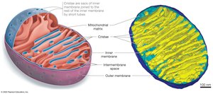 Mitochondrion structure