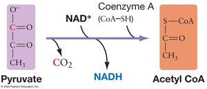 Pyruvate to Acetyl CoA conversion