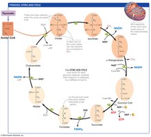 Citric acid cycle diagram