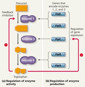 Regulation of enzyme activity and production in the tryptophan pathway