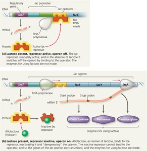 The lac operon: regulation by lactose and the lac repressor